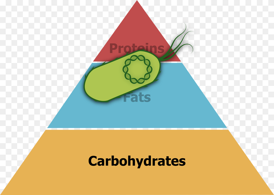 Food Pyramid In A World With Edible Coli Which Could Protein Fat Carbohydrate Triangle Png Image