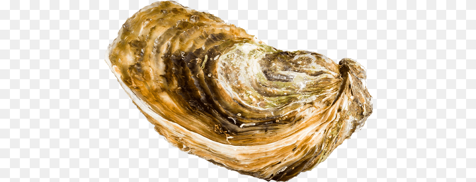 Food U0026 Drink Oystermania I Have A Whole New Respect For Shell, Animal, Clam, Invertebrate, Sea Life Png