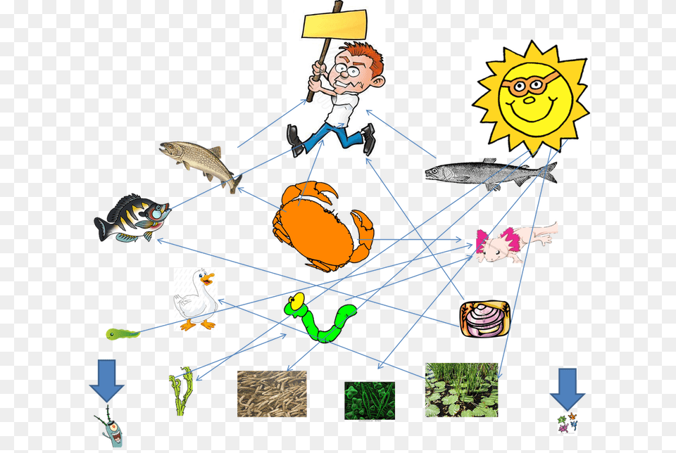 Food Web Of The Axolotl, Baby, Person, Animal, Fish Free Png Download