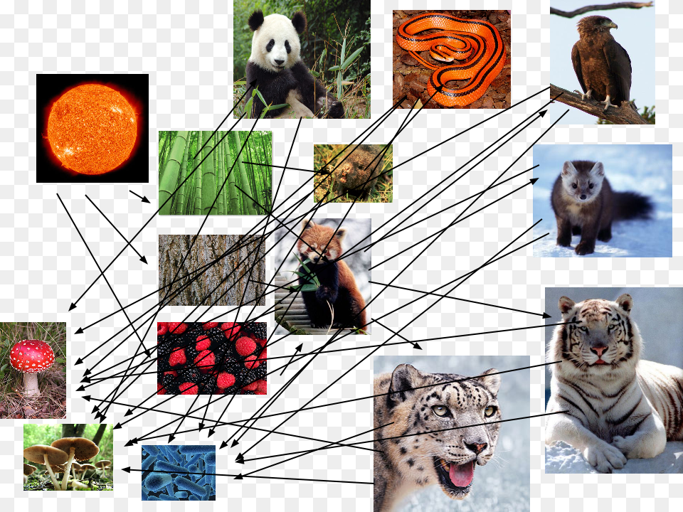 Food Web Of The Red Panda, Art, Collage, Animal, Tiger Free Png Download