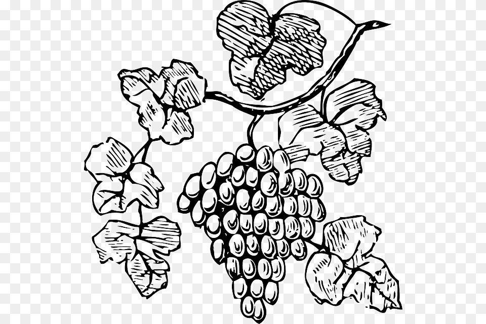 Food Wine Grapes Outline Drawing Tree Border Grape Vine Clipart Black And White, Art, Fruit, Plant, Produce Png