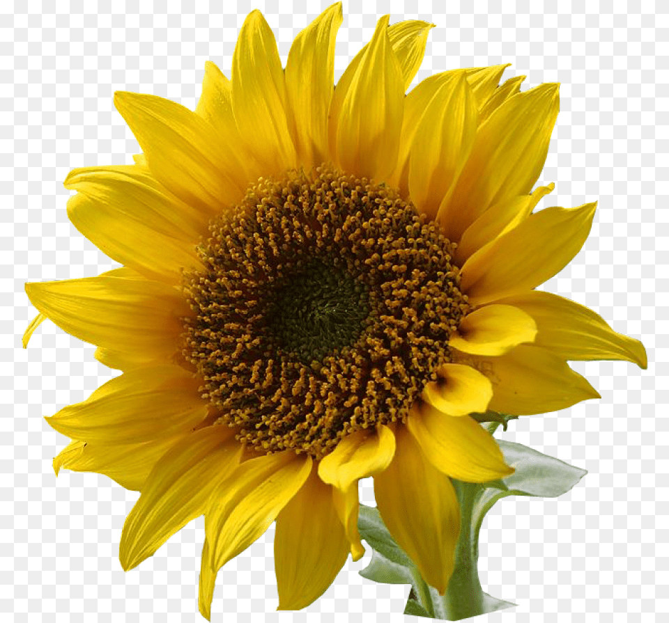 Foodcuisinedaisy Familyseedannual Plant Flower With Background, Sunflower Free Png