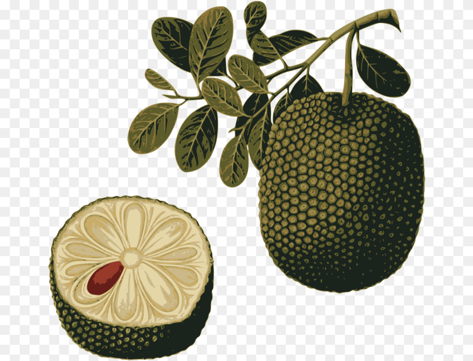 Foodfruittropical Fruit, Food, Plant, Produce, Jackfruit Png Image