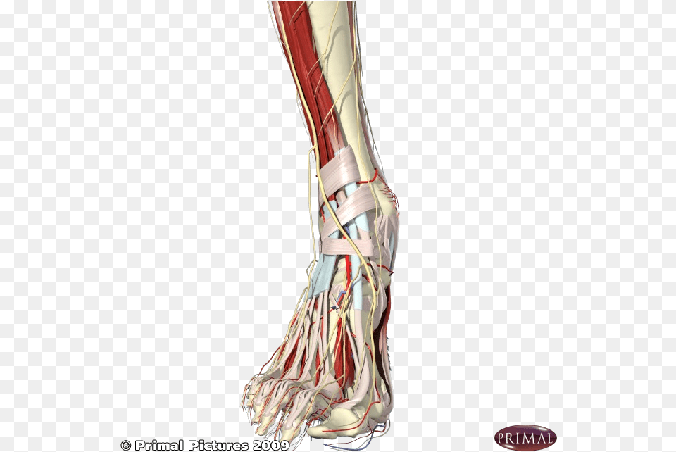 Foot Muscles Transparent Png