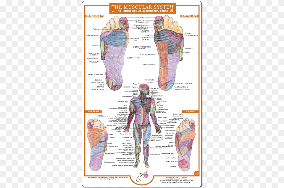 Foot Reflexology Chart Muscles, Adult, Male, Man, Person Png Image