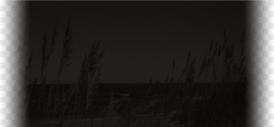 Footer Background Darkness, Plant, Reed, Grass, Outdoors Png