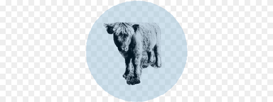 Footer Image Grizzly Bear, Animal, Bull, Mammal, Angus Free Transparent Png