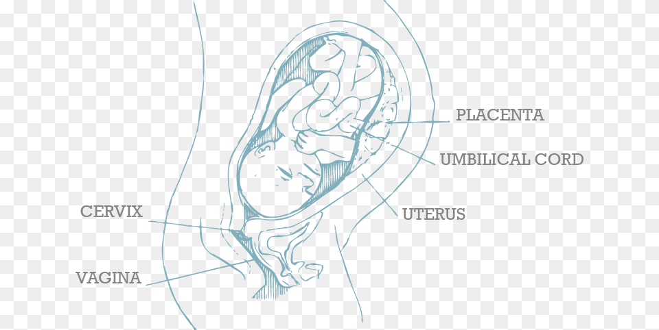 For 32 Week Fetus Weight In Kg, Ct Scan Png