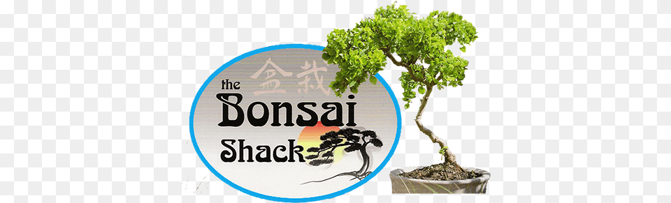 For All Your Bonsai Needs You Re Living All Over, Plant, Potted Plant, Tree Free Png
