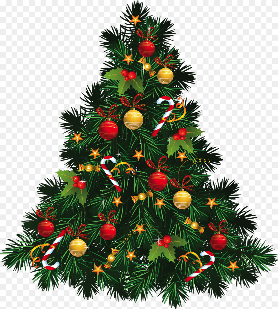 For Any Additional Information Please Contact Candis Christmas Tree Images, Plant, Christmas Decorations, Festival, Christmas Tree Png