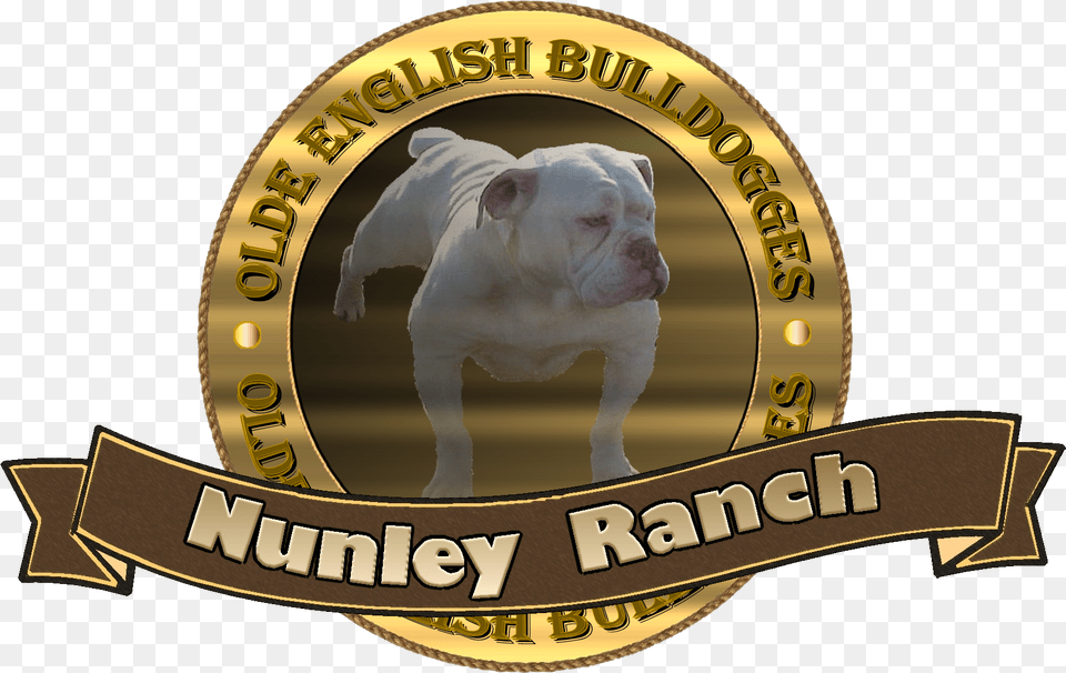 For Any Info On The Show 931 467 Olde English Bulldogge, Animal, Canine, Dog, Mammal Free Png Download