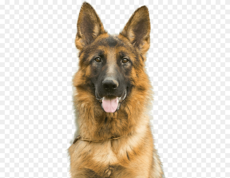 For Dogs Cats And Horses Dogs And Cats, Animal, Canine, Dog, German Shepherd Free Transparent Png