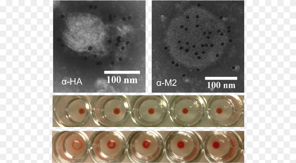 For Engineering Influenza Virus Like Particles Circle Png