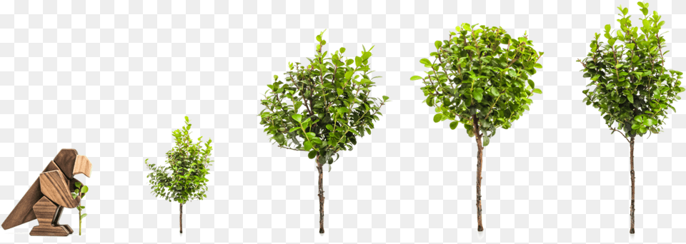 For Every Animal Sold 5 Trees Are Planted Plane, Green, Leaf, Plant, Tree Png Image