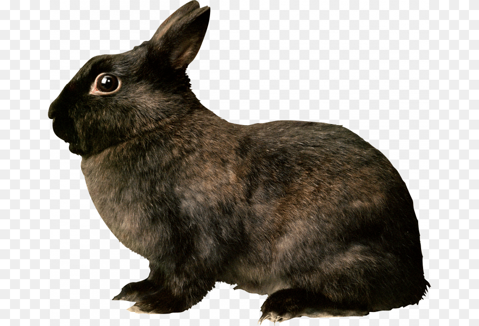 For Rabbit Image Black Rabbit, Animal, Mammal, Cat, Pet Free Transparent Png