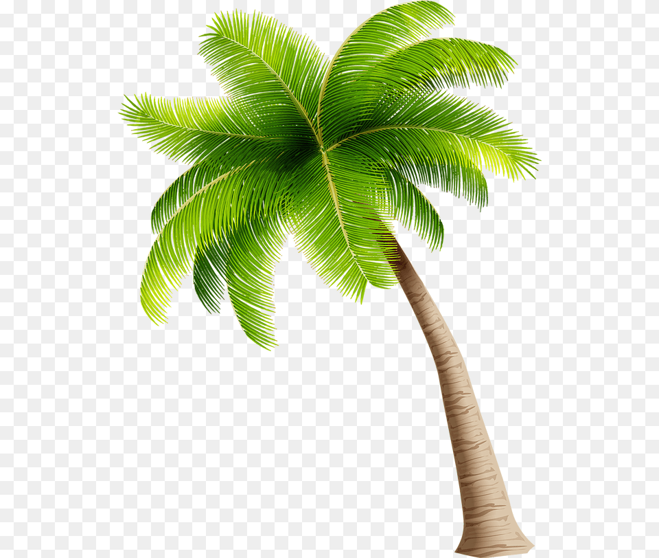 For Guests 8 12 Years Old A Parent Or Guardian Must Coconut Tree Clipart, Leaf, Palm Tree, Plant Free Png