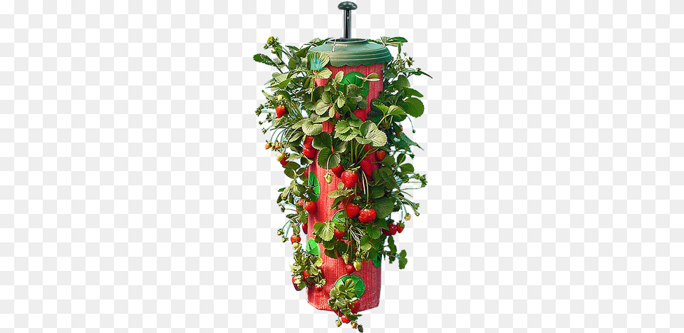 For Instance A Visit To Home Depot For Soil And Turf Seen On Tv Topsy Turvy Strawberry Planter, Berry, Produce, Pottery, Potted Plant Png Image