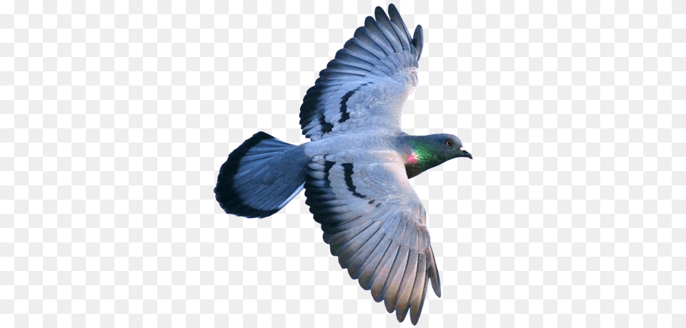 For Instance In Pigeons Quotbar Patternquot Is Considered Pigeon Flying From Above, Animal, Bird, Dove Free Png Download