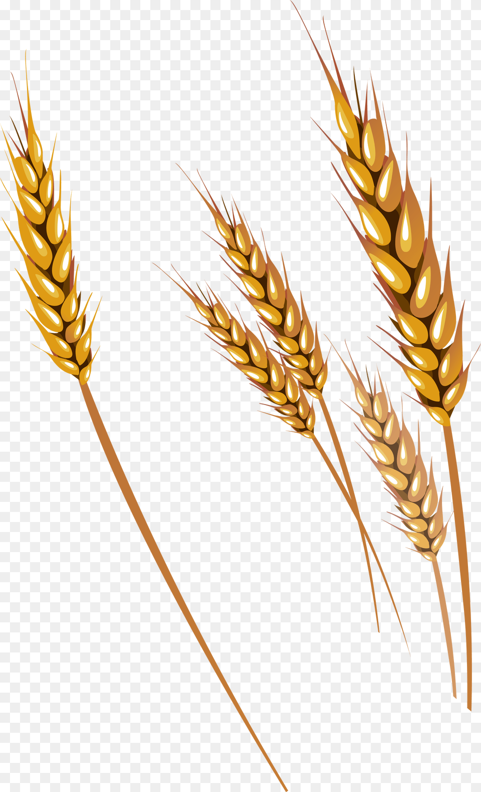 For Mobile Transparent Background Wheat Stalk, Food, Grain, Produce Png Image