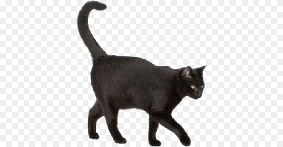 For Moodboards Black Cat, Animal, Mammal, Pet, Black Cat Png Image