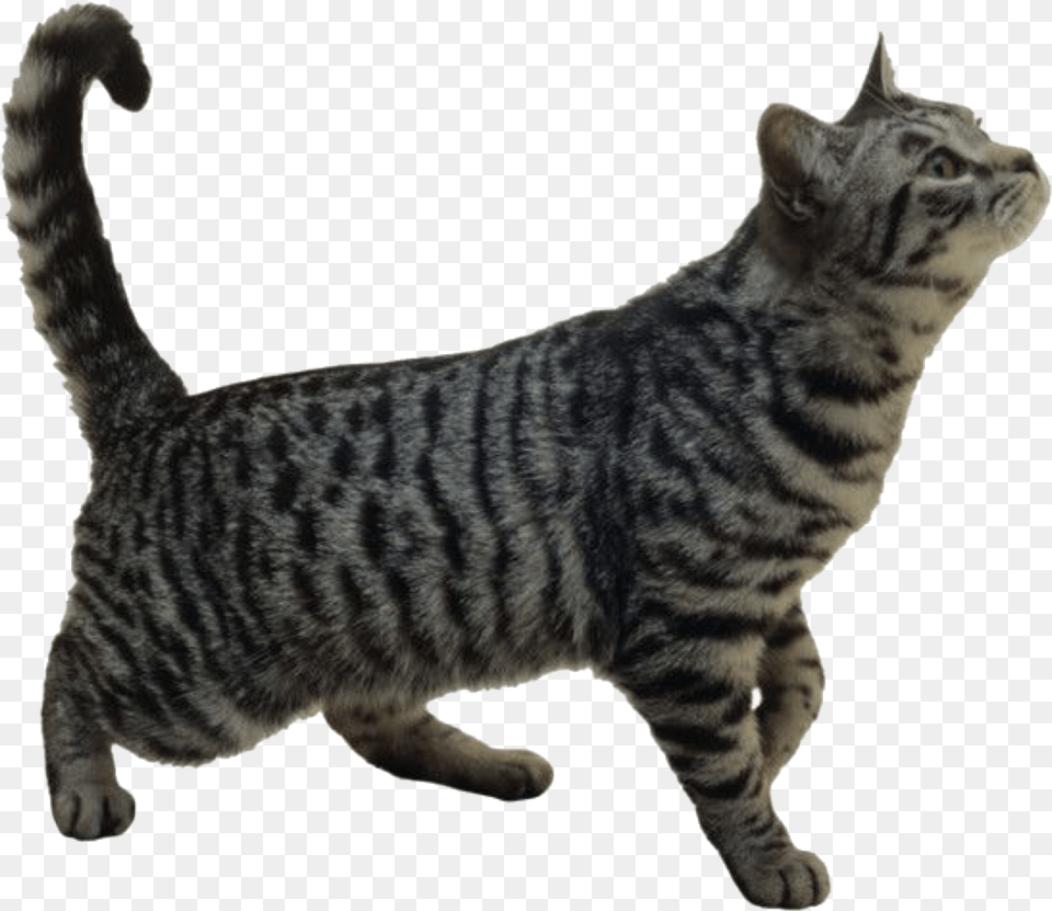 For Moodboards U2014 Like Or Reblog If Used Cats Stock Transparent Background, Animal, Cat, Mammal, Manx Free Png Download