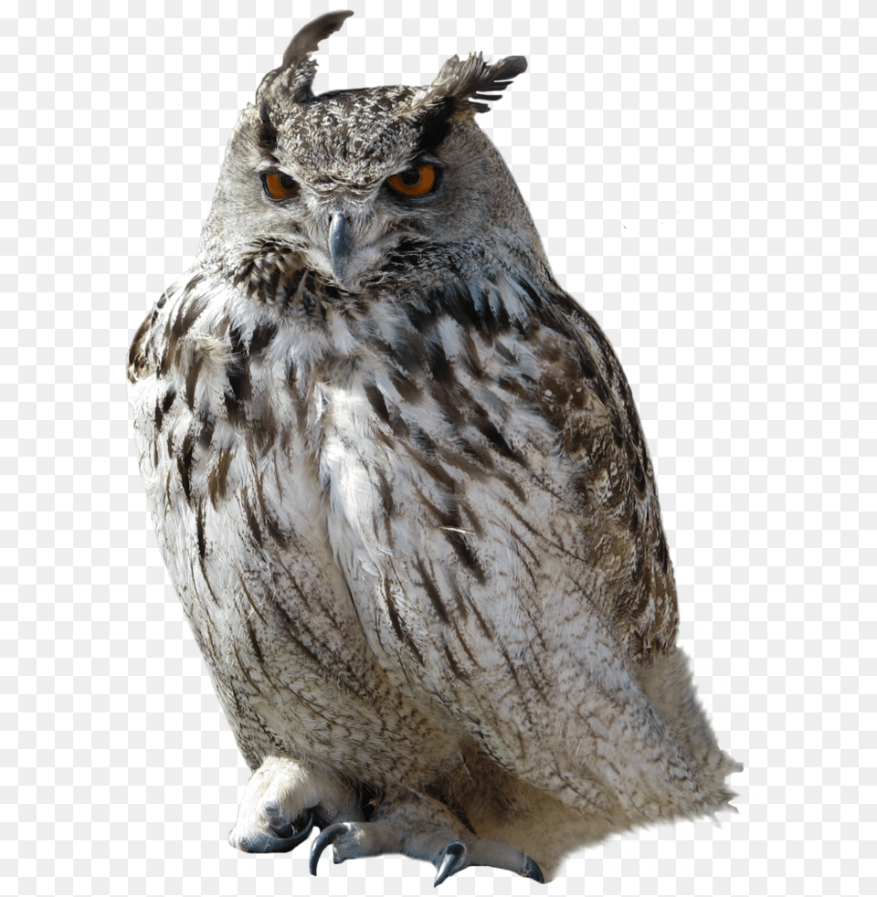 For Owls High Quality, Animal, Beak, Bird, Owl Free Png Download
