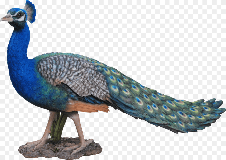 For Peacock Icon Clipart Pcok Free Png