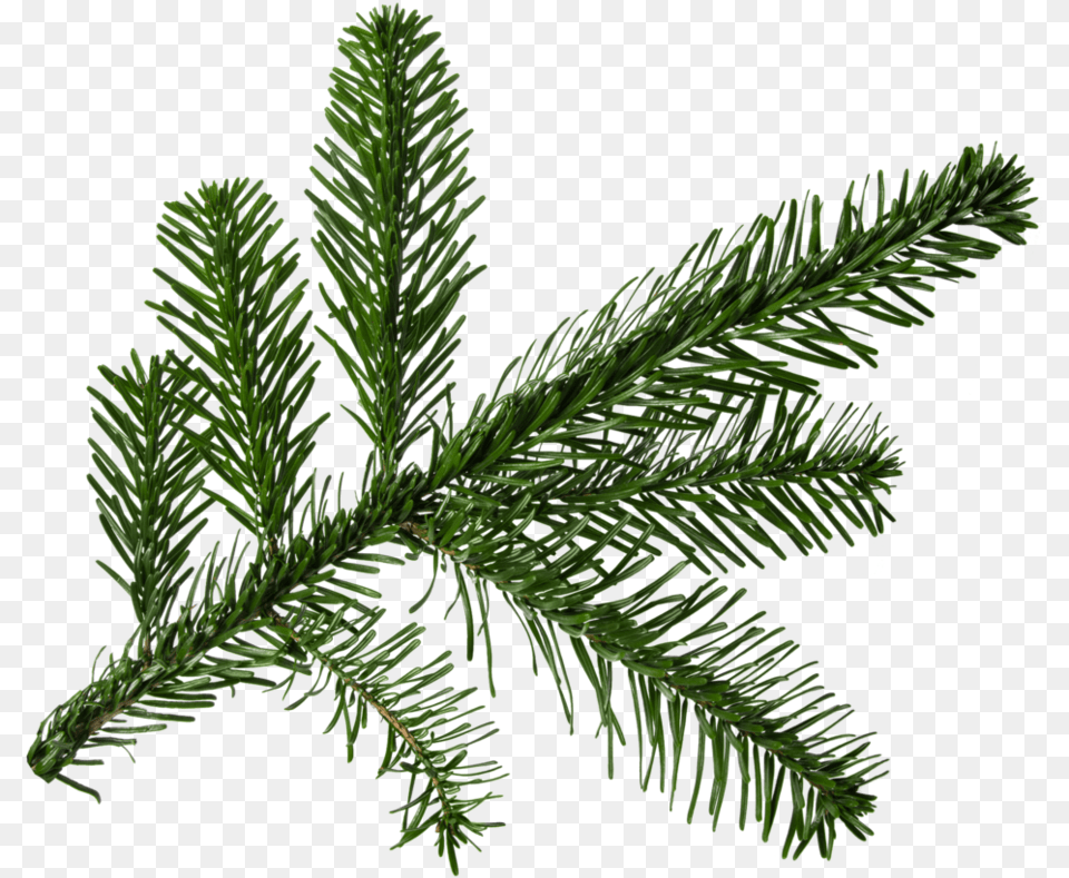 For Pine Tree Branch, Conifer, Fir, Plant Free Png