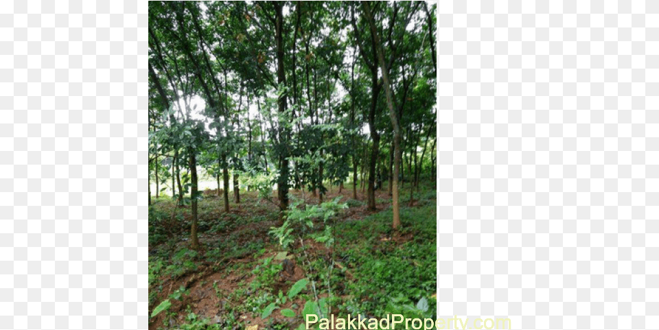 For Saleplot300 Mts From Main Roadhouse Plot Grove, Vegetation, Tree, Rainforest, Plant Free Png Download