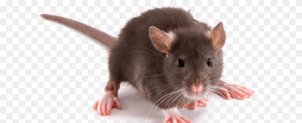 For Self Defense Rats Are Nocturnal And Become Active Rat On White Background, Animal, Mammal, Rodent Free Png Download