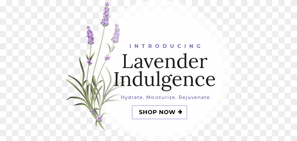 For Spa Line Products Only Fernleaf Lavender, Flower, Herbal, Herbs, Plant Free Png Download