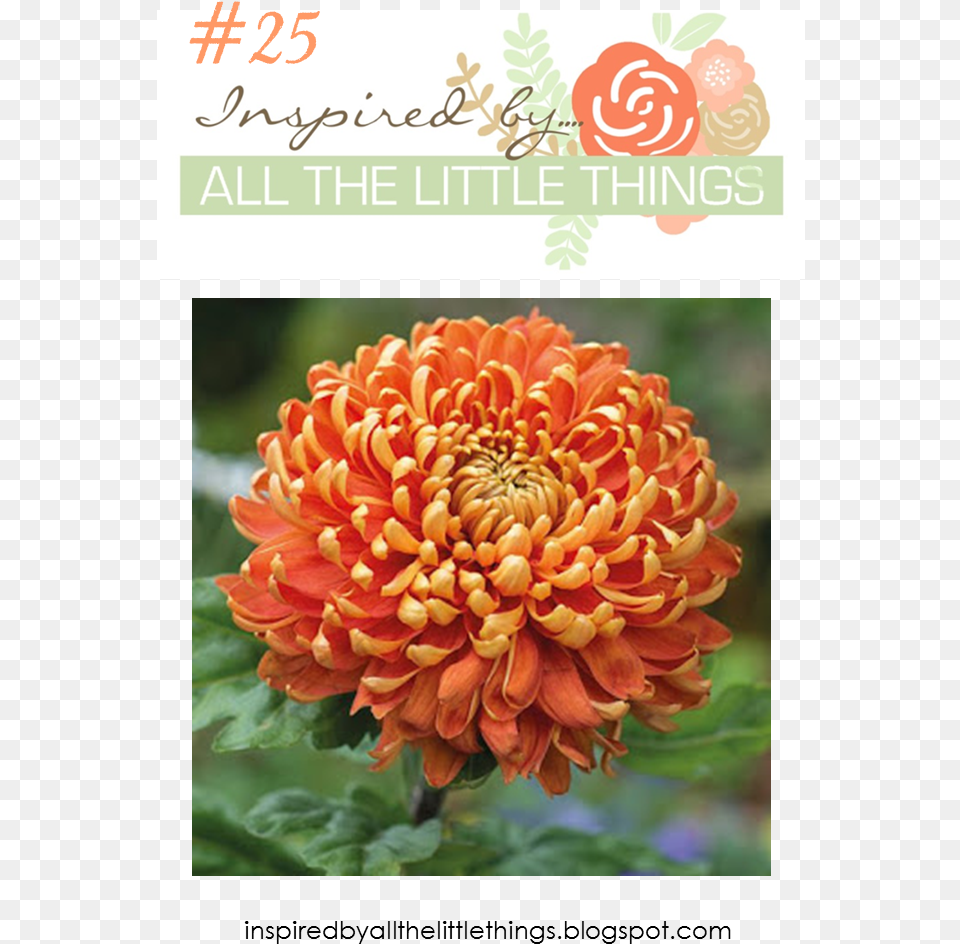 For The First One I Layered Up My Flower Starting Chrysanthemum, Dahlia, Plant, Rose, Petal Free Transparent Png