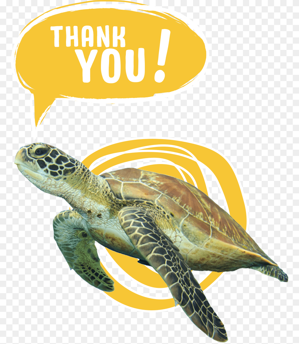For Voting To Save The Sea Turtles Save The Turtles, Animal, Reptile, Sea Life, Sea Turtle Free Transparent Png