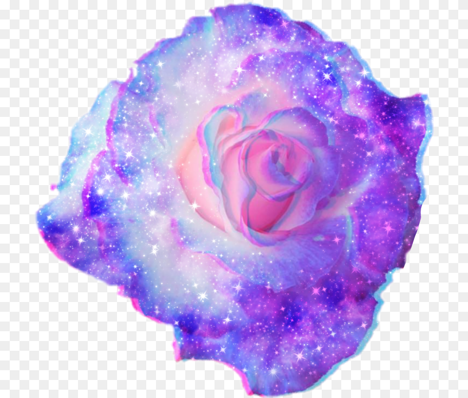 Forbidden To Use This Sticker As Yours Purple Flower, Accessories, Plant, Rose, Ornament Free Transparent Png