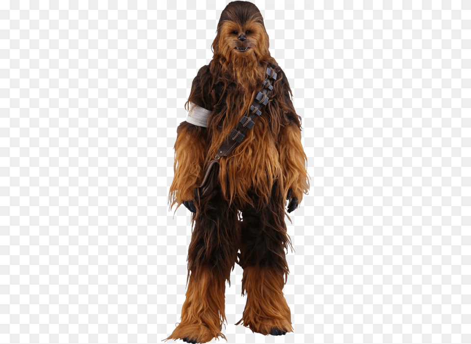 Force Awakens Chewbacca Hot Toys Star Wars Chewbacca, Animal, Canine, Dog, Mammal Free Png