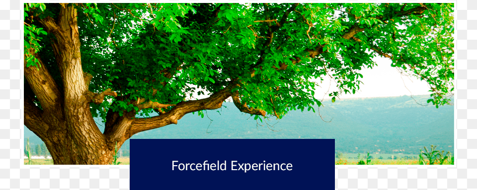Forcefield Experience Da Blagoslovit Tebya Bog, Tree Trunk, Oak, Tree, Plant Free Transparent Png
