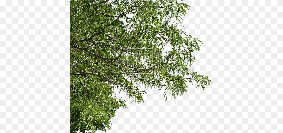 Foreground Tree Branches With Leaves, Conifer, Vegetation, Plant, Oak Png Image