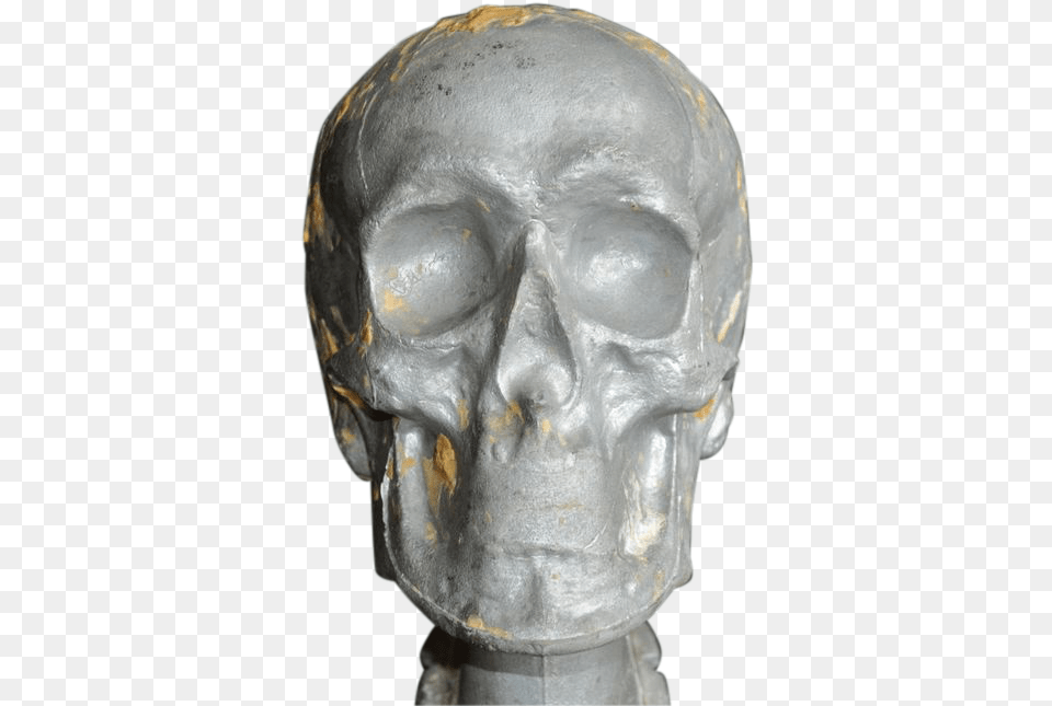 Forensic White Metal Skull Model Bronze Sculpture, Head, Person, Art, Animal Free Png Download