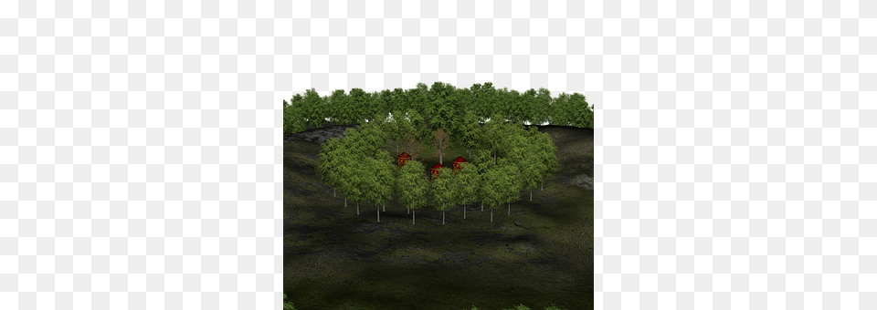 Forest Woodland, Grove, Jungle, Land Free Png