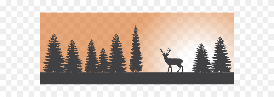 Forest Animal, Tree, Plant, Mammal Png Image
