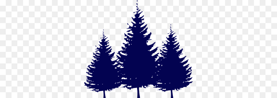 Forest Conifer, Fir, Plant, Tree Free Png