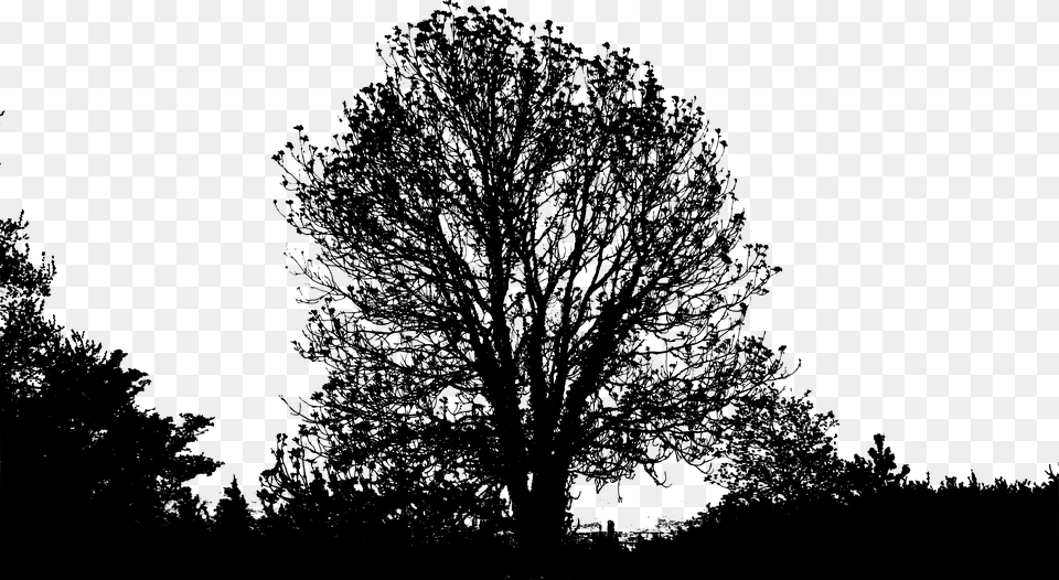 Forest Amp Tree, Nature, Night, Outdoors, Plant Free Transparent Png