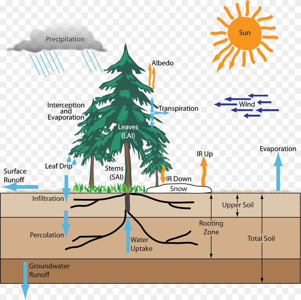 Forest And Hydrological Cycle, Plant, Tree, Fir, Vegetation Free Png