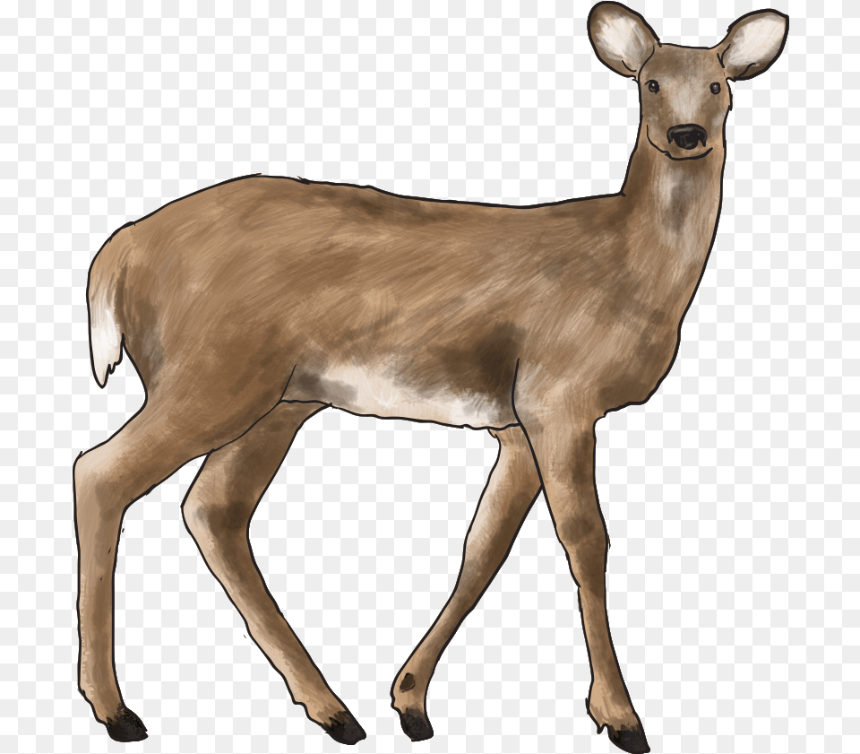Forest Animal Temperate Grassland Animal, Deer, Mammal, Wildlife, Antelope Free Transparent Png