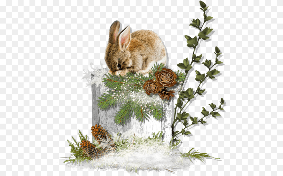 Forest Animals, Animal, Mammal, Plant, Rabbit Free Png Download