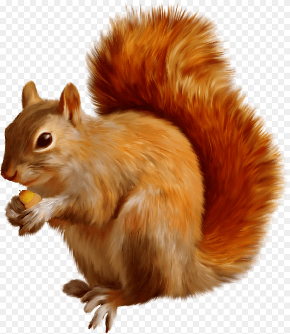 Forest Animals Belka, Animal, Mammal, Rodent, Squirrel Free Png Download