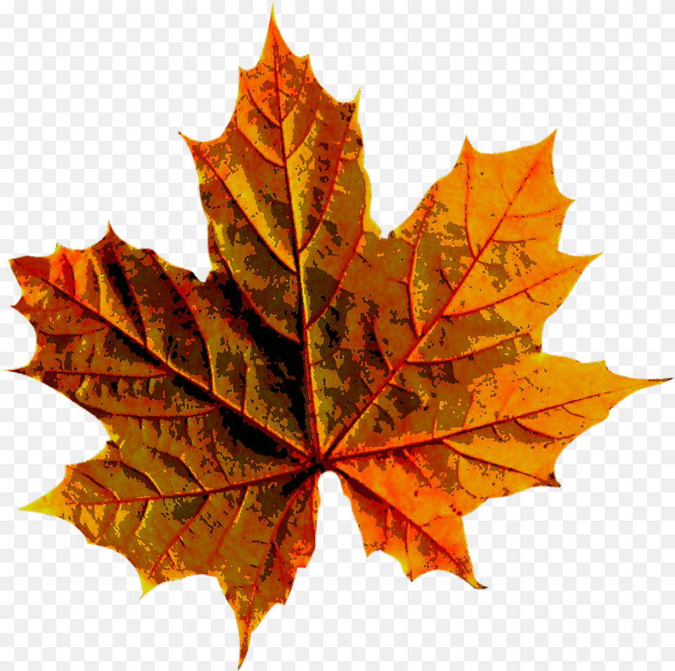 Forest Autumn Leaves Color Nature Hojas, Leaf, Plant, Tree, Maple Png