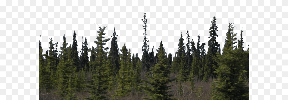 Forest Background Google Search Render Forest, Conifer, Fir, Plant, Tree Free Transparent Png
