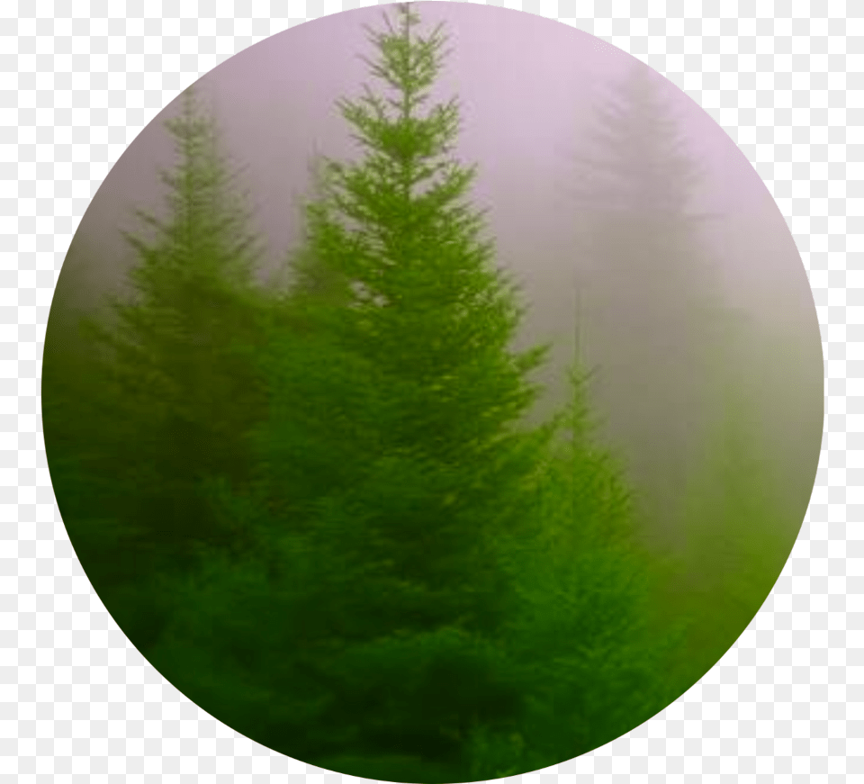 Forest Beautiful Green Circle Icon Interesting Natural Form And Colour Photography, Outdoors, Plant, Tree, Vegetation Free Transparent Png