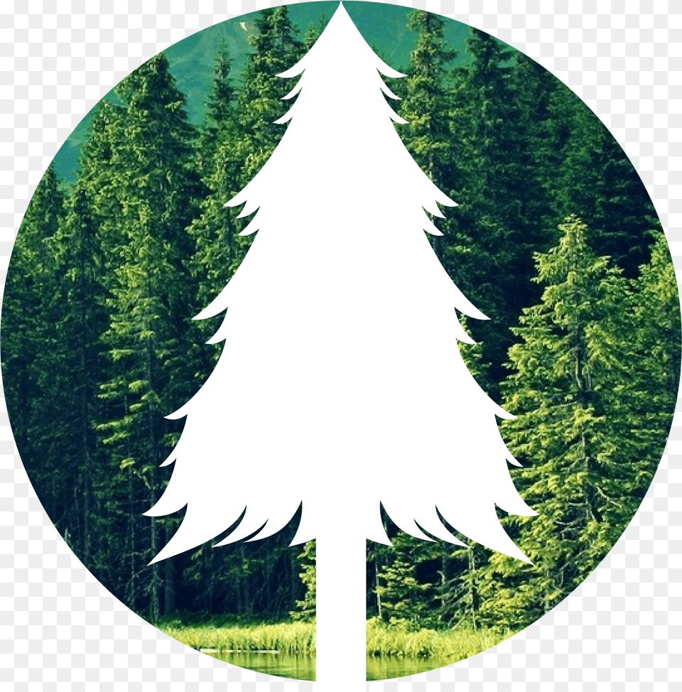 Forest Christmas Tree, Fir, Photography, Plant, Vegetation Free Png